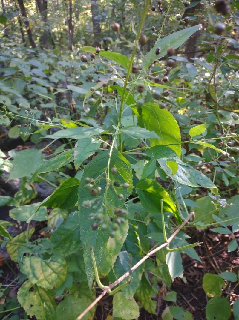 Scrophularia marilandica fruit