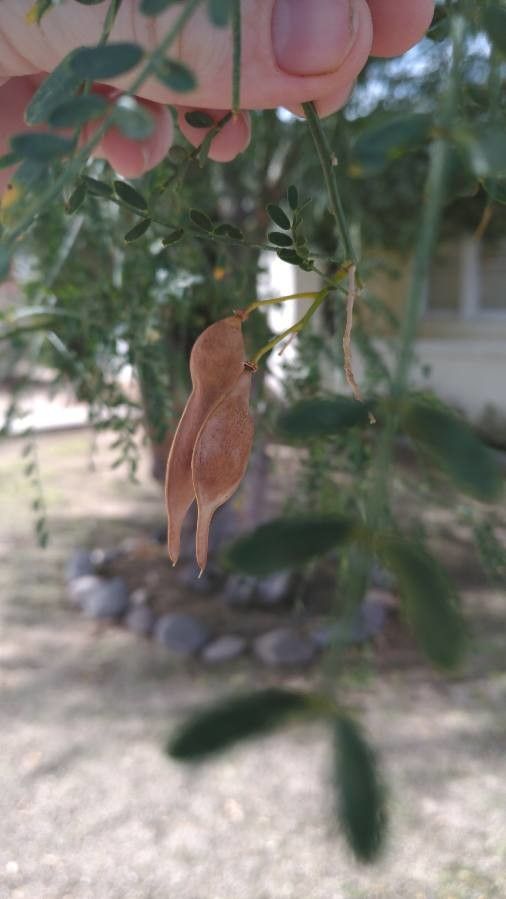 Parkinsonia florida fruit