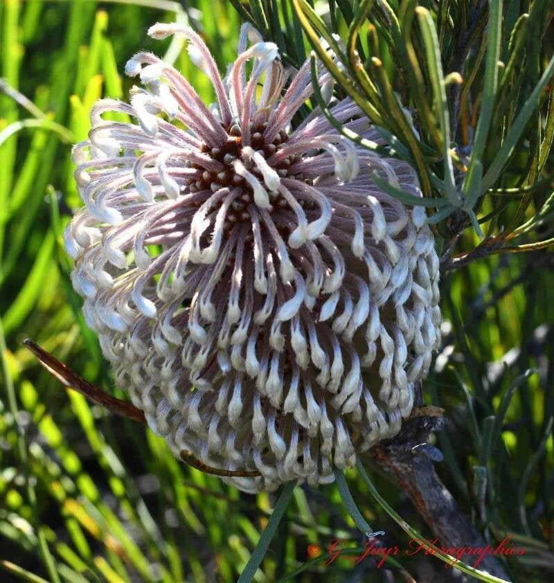 Banksia grossa flower