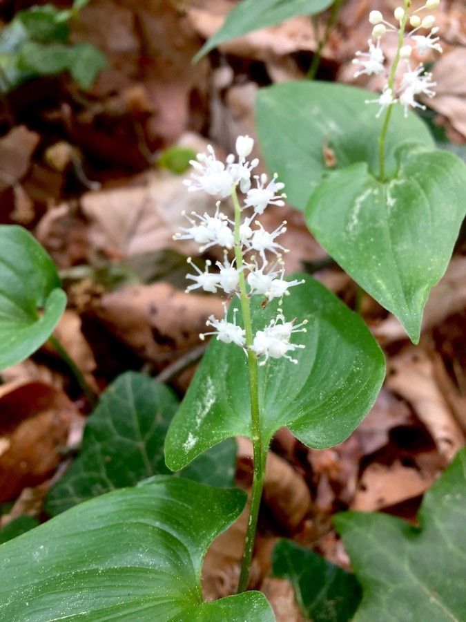 Maianthemum bifolium flower