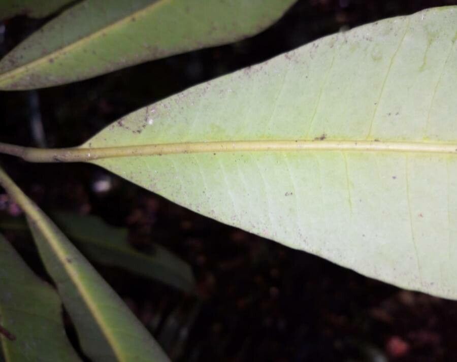 Aspidosperma cruentum leaf
