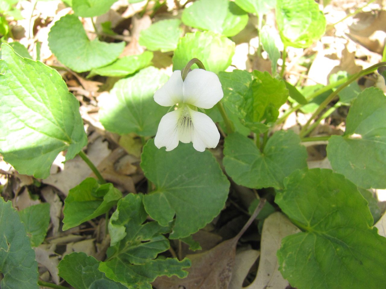 Viola blanda leaf