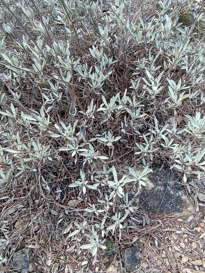 Salvia sonomensis — search result for 'Salvia'