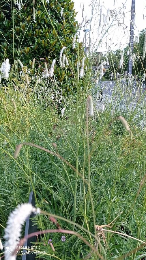 Sanguisorba alpina habit