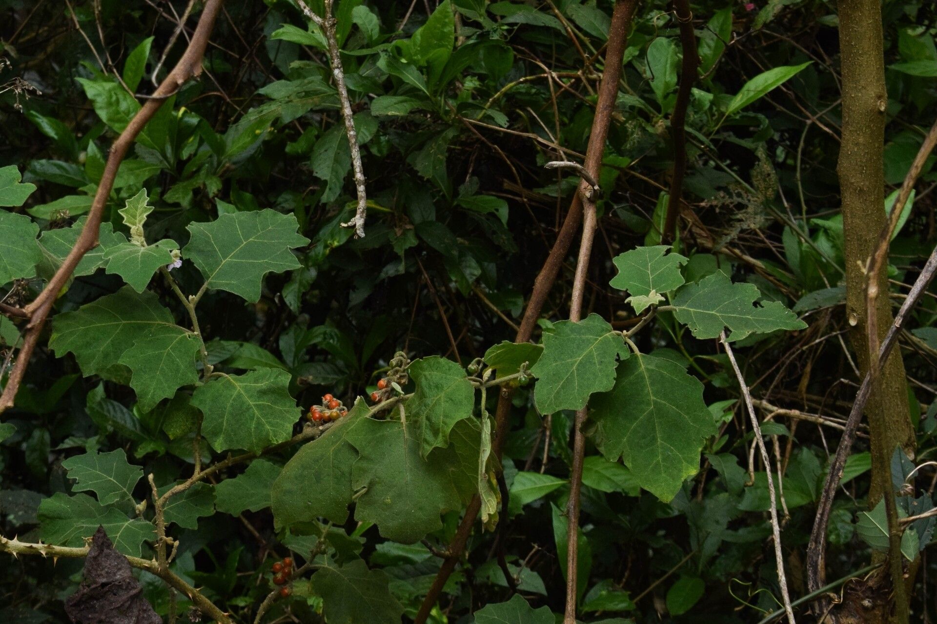 Solanum multiflorum — houseplant care guide