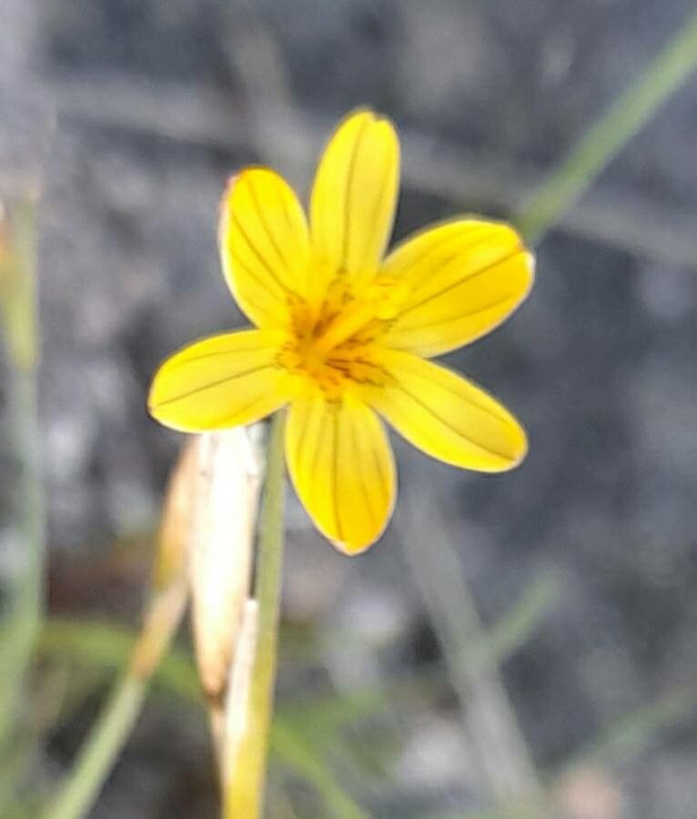 Sisyrinchium unguiculatum flower
