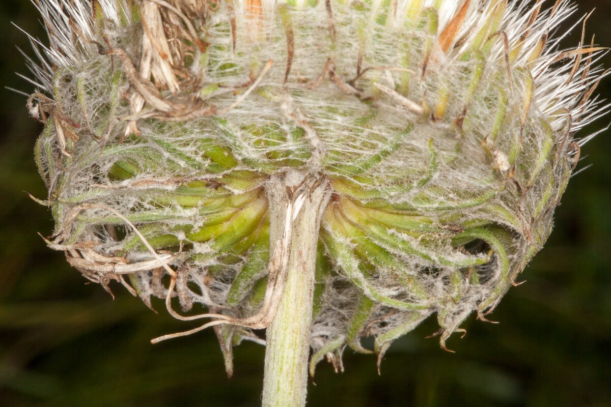 Jurinea mollis fruit