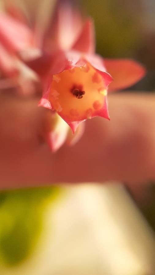 Echeveria pallida flower