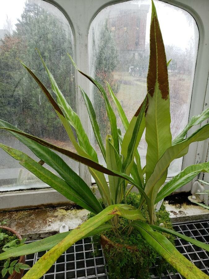 Pyrrosia subfurfuracea habit