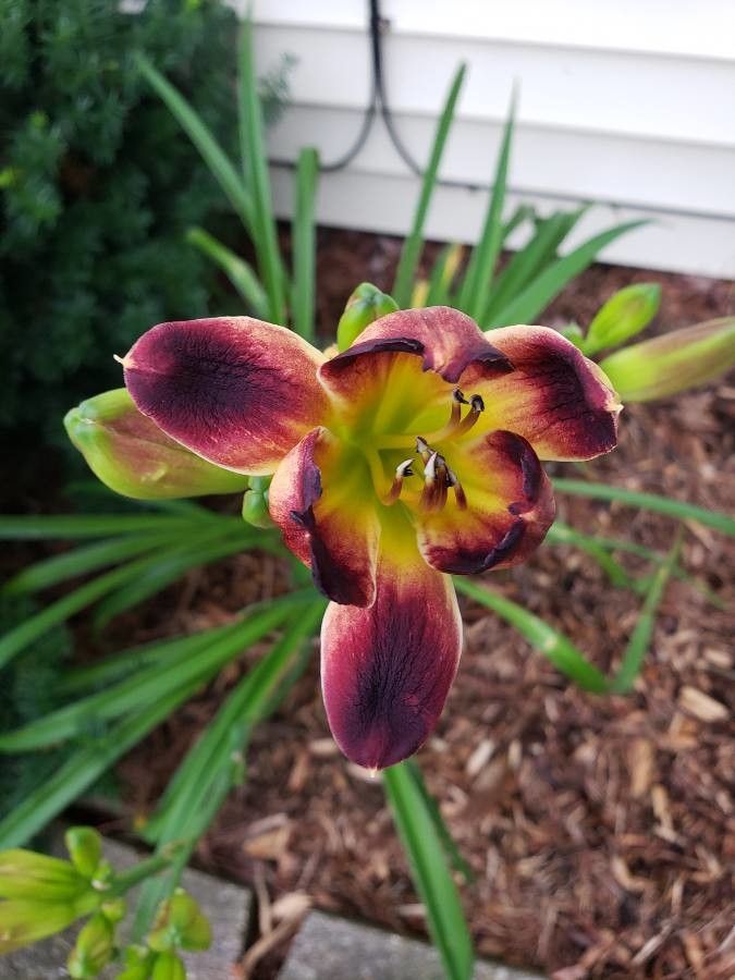 Fritillaria biflora flower