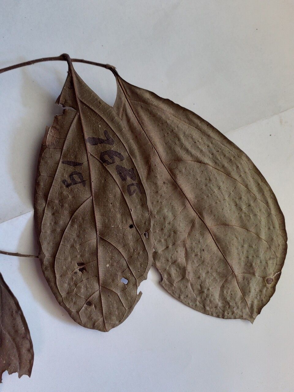Ocotea percurrens leaf