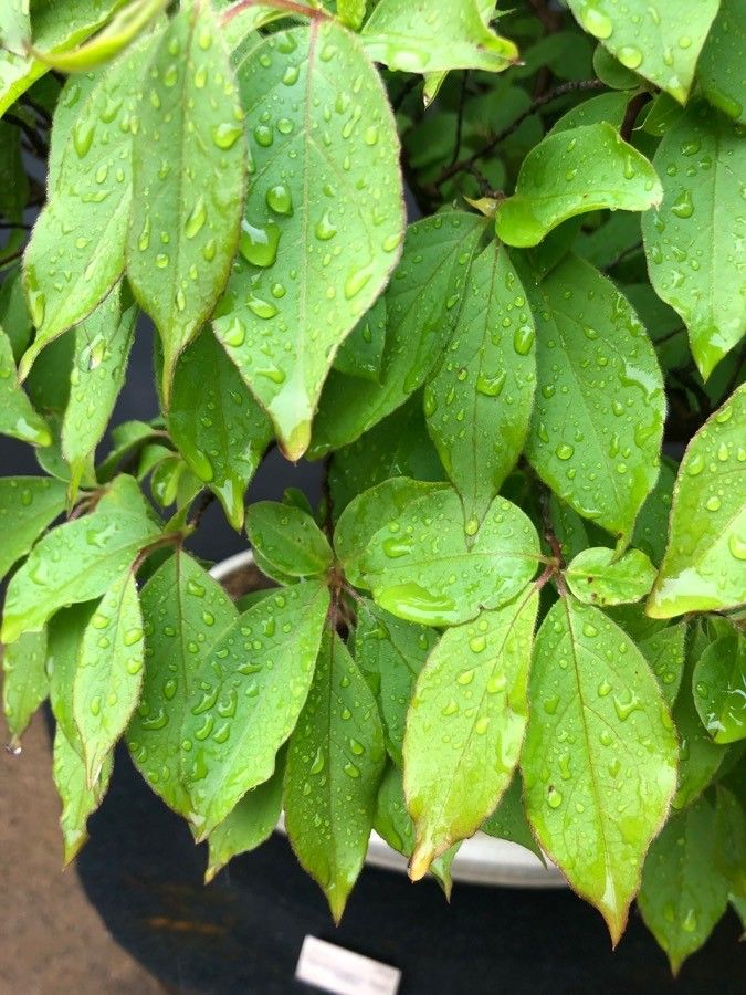 Stewartia monadelpha — search result for 'Theaceae'