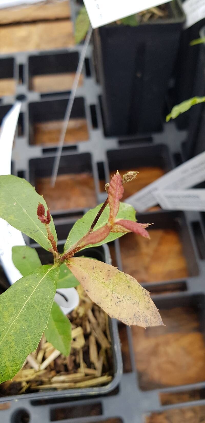 Quercus sartorii leaf