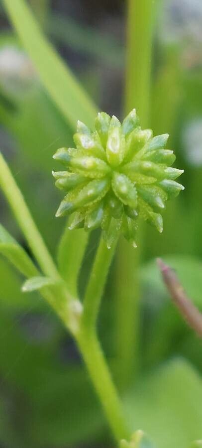 Ranunculus trilobus fruit