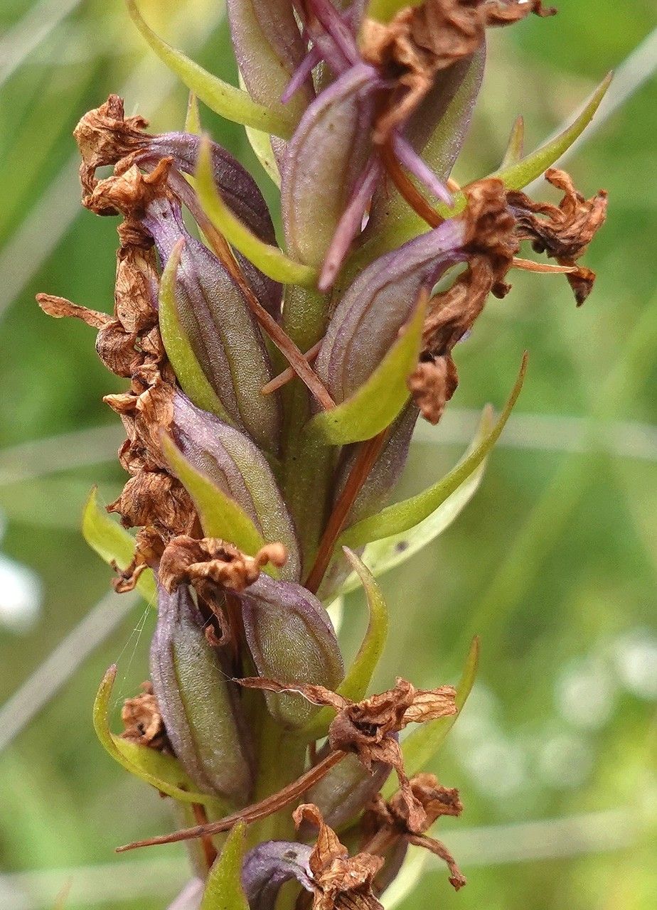 Gymnadenia Conopsea fruit