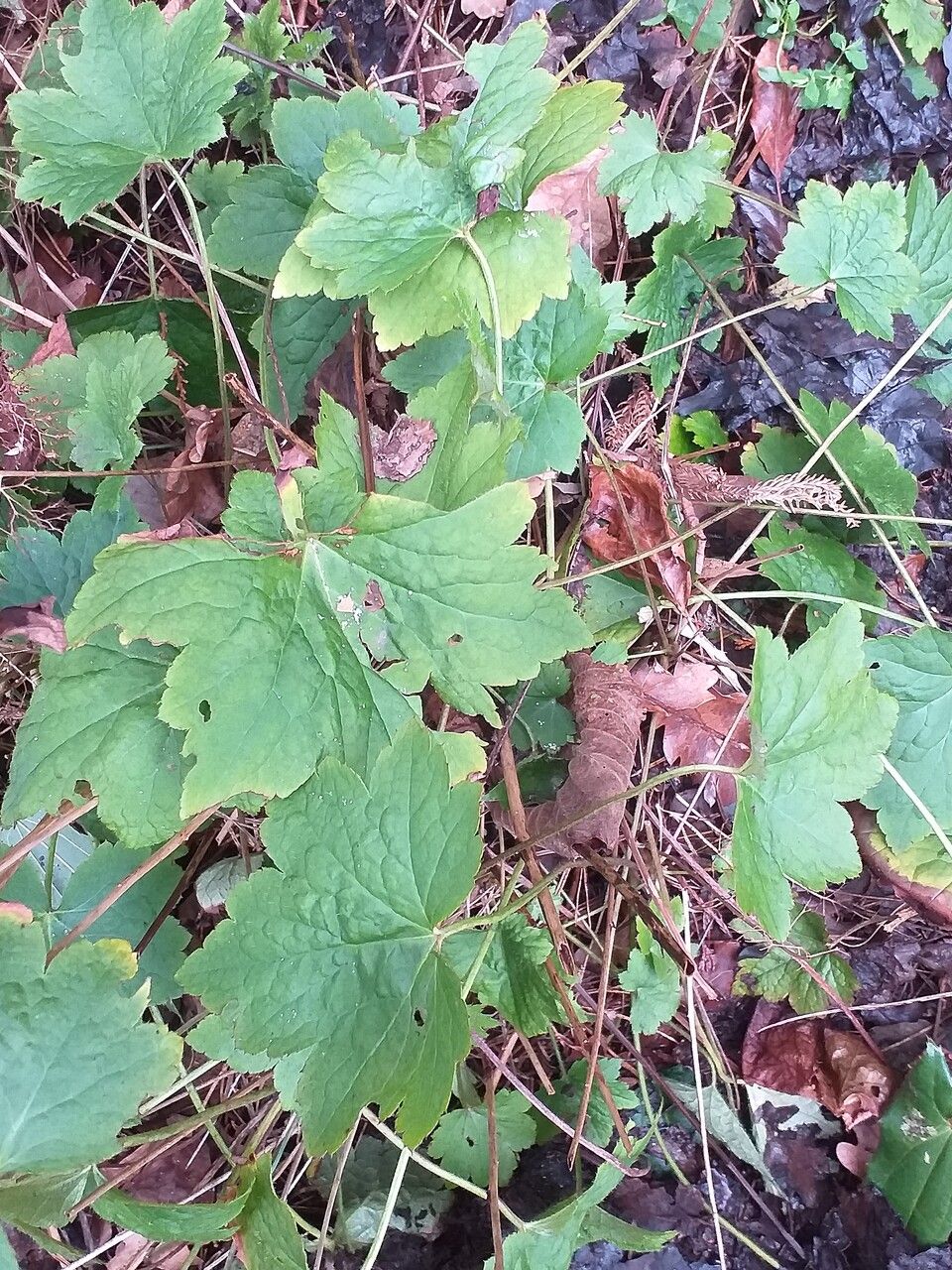 Heuchera villosa leaf