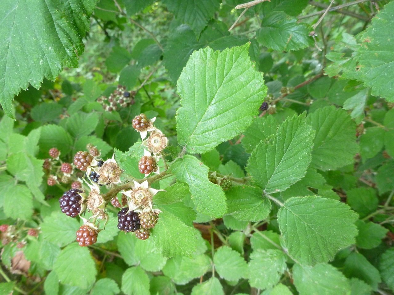 Rubus bloxamii leaf