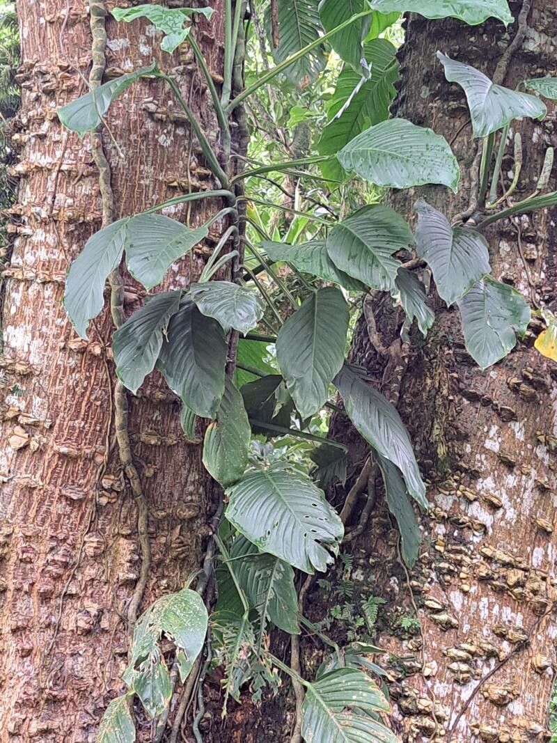 Monstera spruceana — houseplant care guide