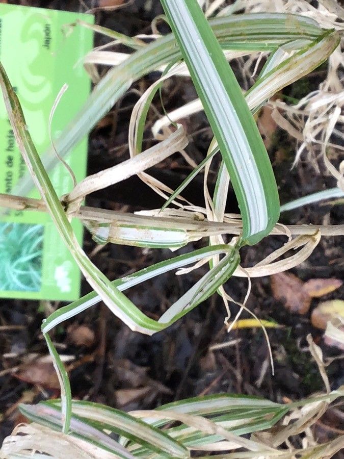 Miscanthus sacchariflorus