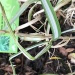 Miscanthus sacchariflorus