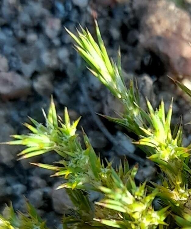 Cardionema ramosissimum — search result for 'Caryophyllaceae'