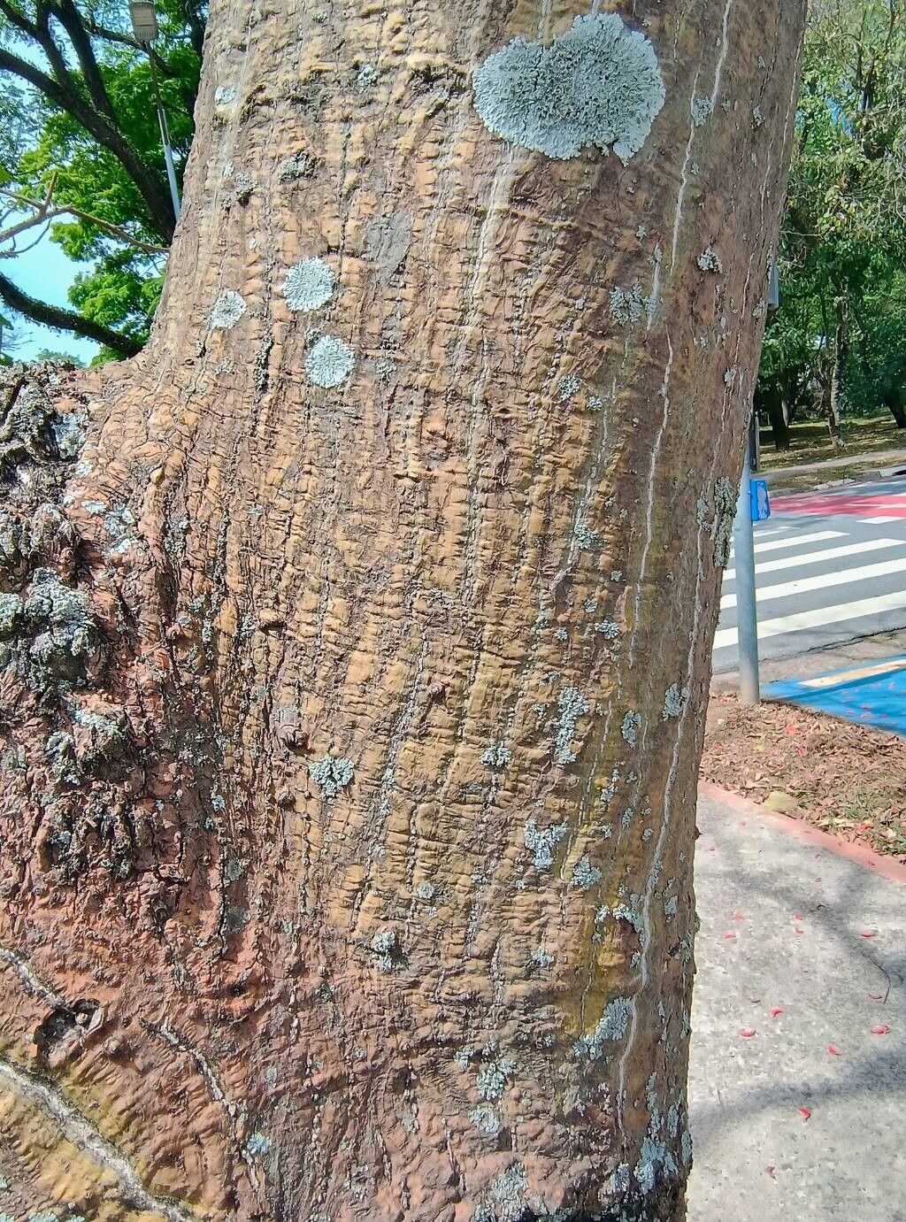 Erythrina mulungu bark