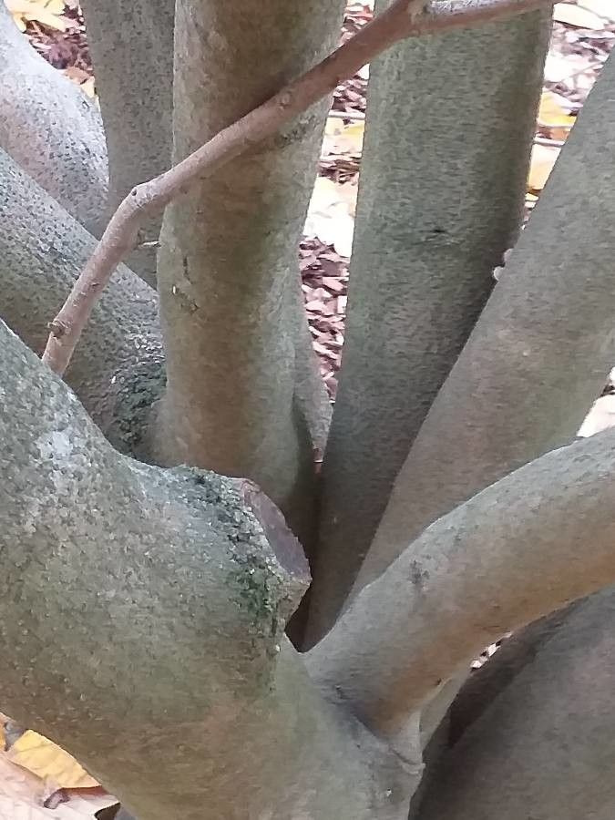 Lindera obtusiloba bark