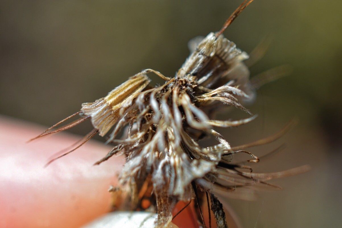 Scabiosa balcanica fruit