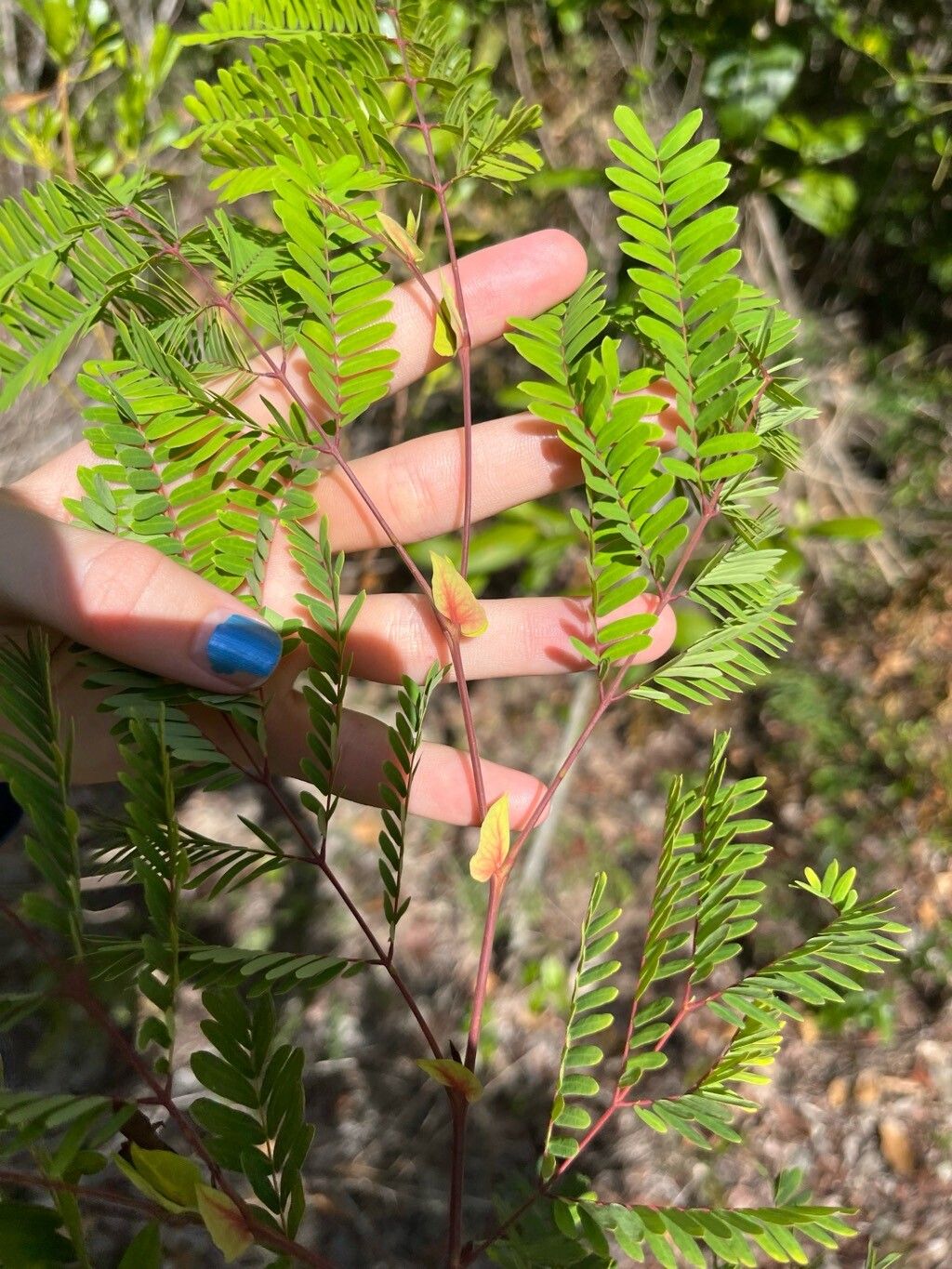Lysiloma latisiliquum other
