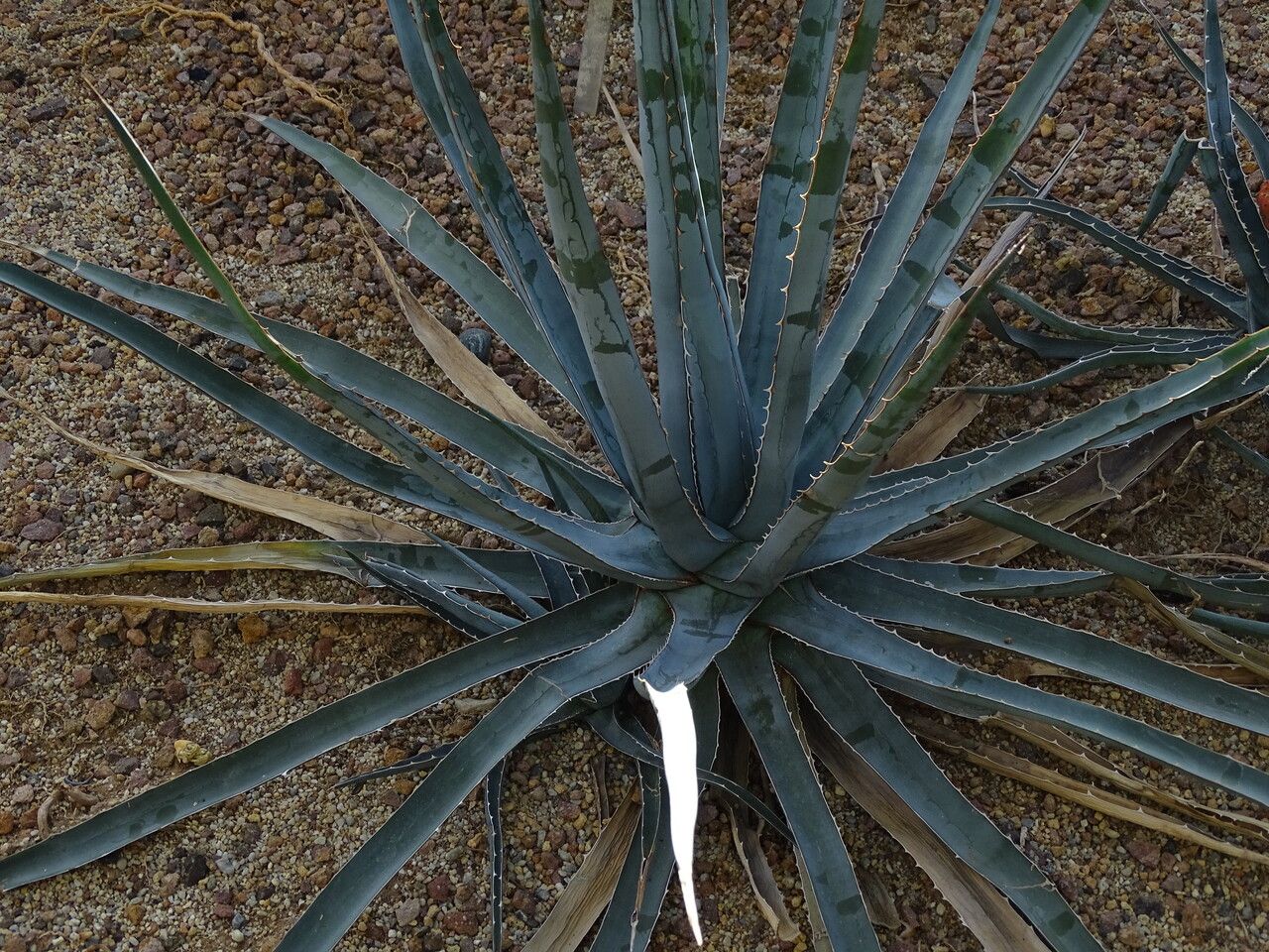 Agave univittata habit