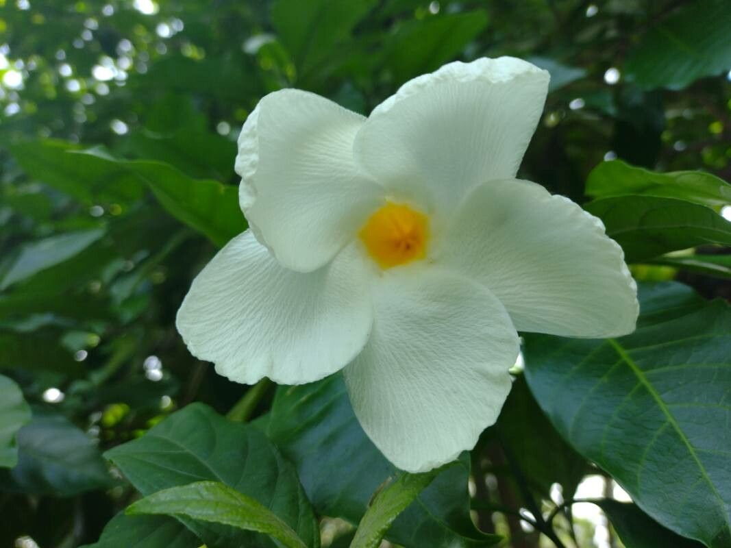 Tabernaemontana donnell-smithii flower