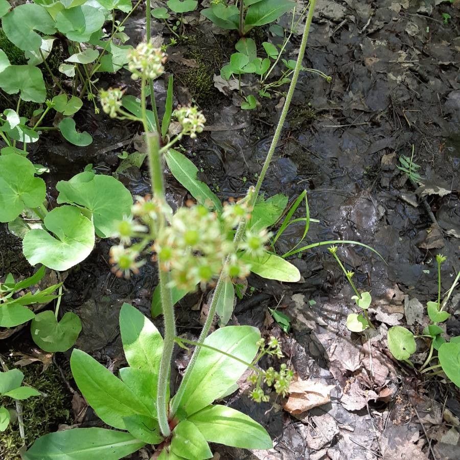 Micranthes pensylvanica flower