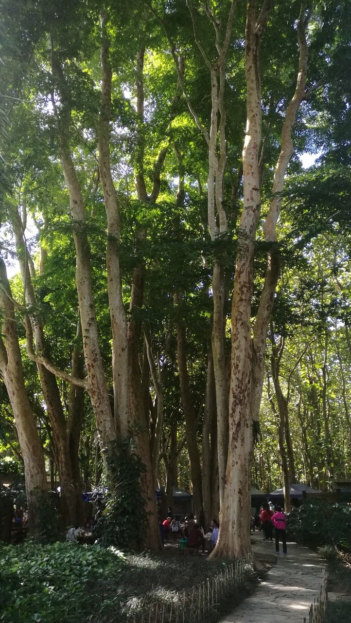 Xeroderris stuhlmannii habit