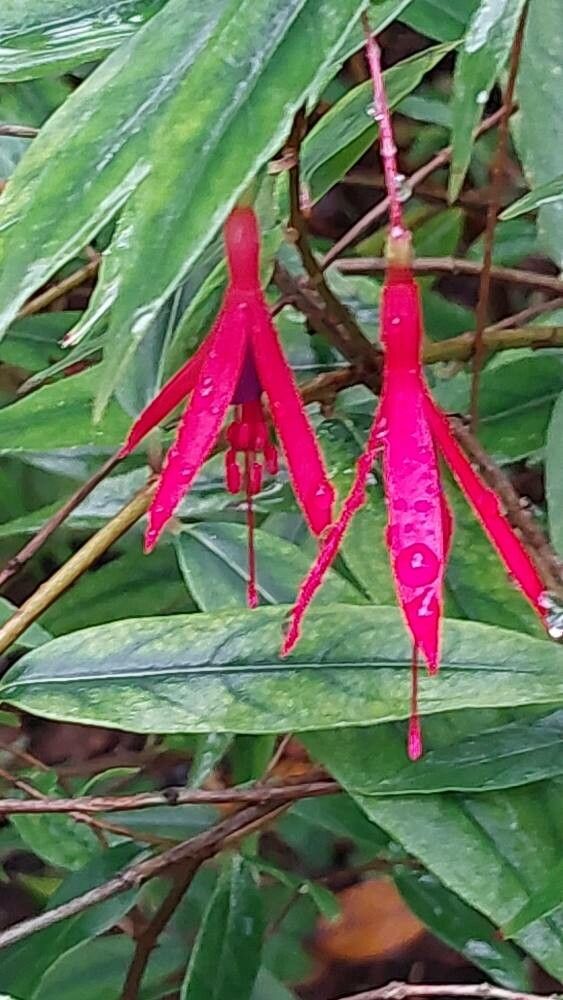 Fuchsia brevilobis flower