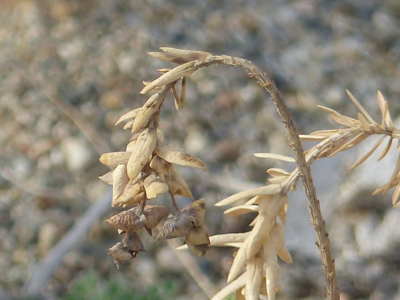 Euphorbia paralias flower