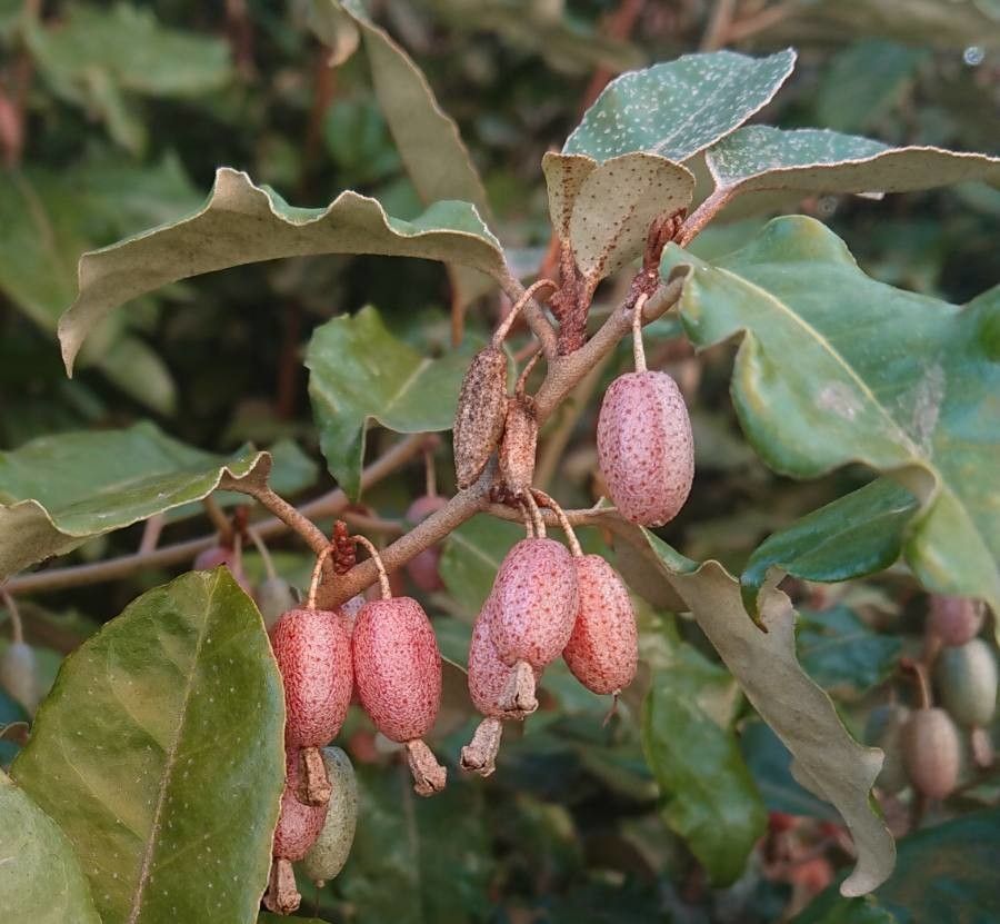 Elaeagnus x ebbingei fruit