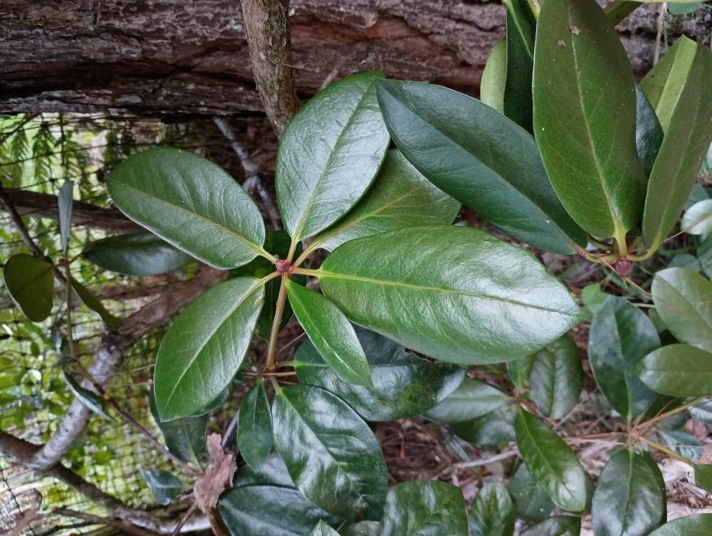 Rhododendron zoelleri — houseplant care guide