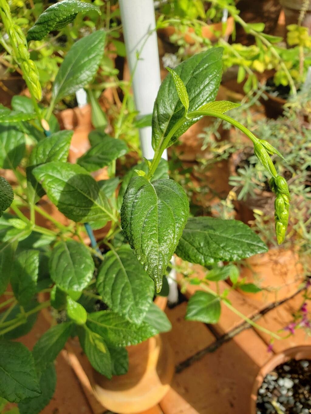 Salvia chiapensis leaf