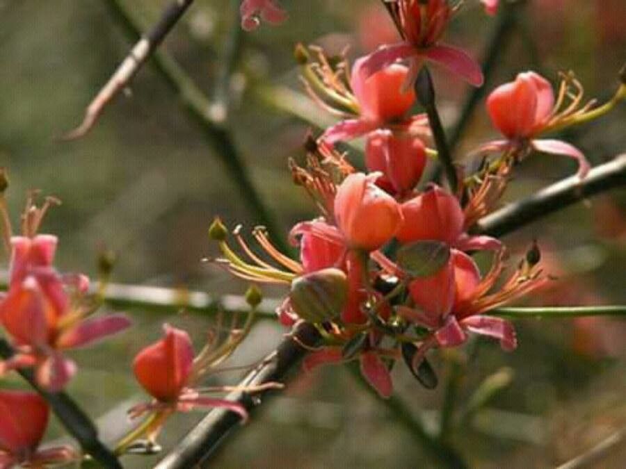 Capparis decidua flower