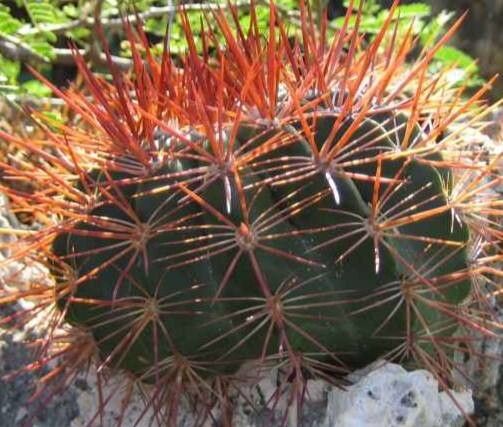 Melocactus macracanthos habit
