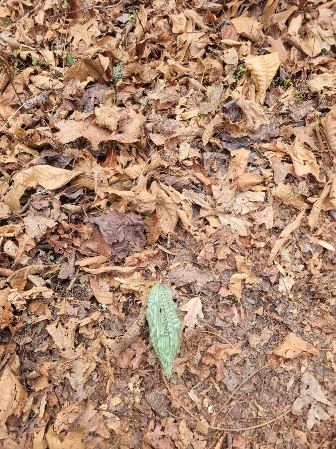 Aplectrum hyemale habit