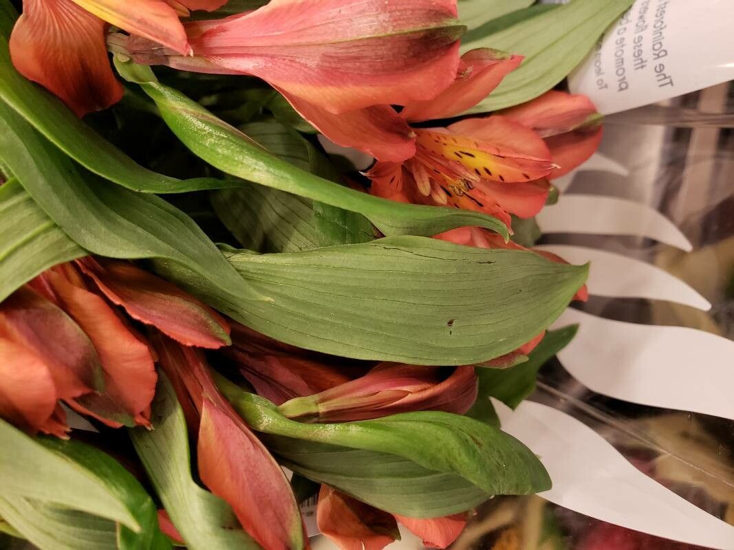 Alstroemeria spp. leaf