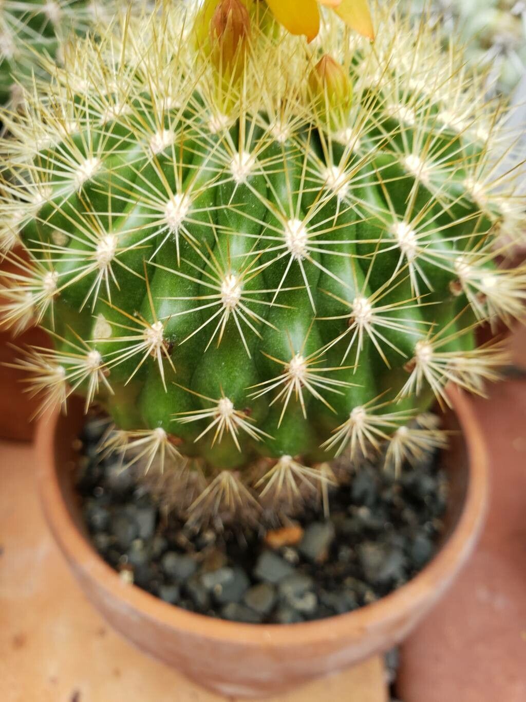 Matucana huagalensis — houseplant care guide