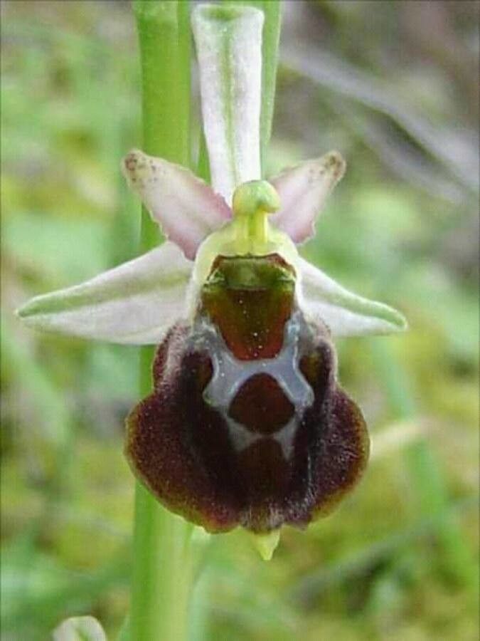 Ophrys morisii — houseplant care guide