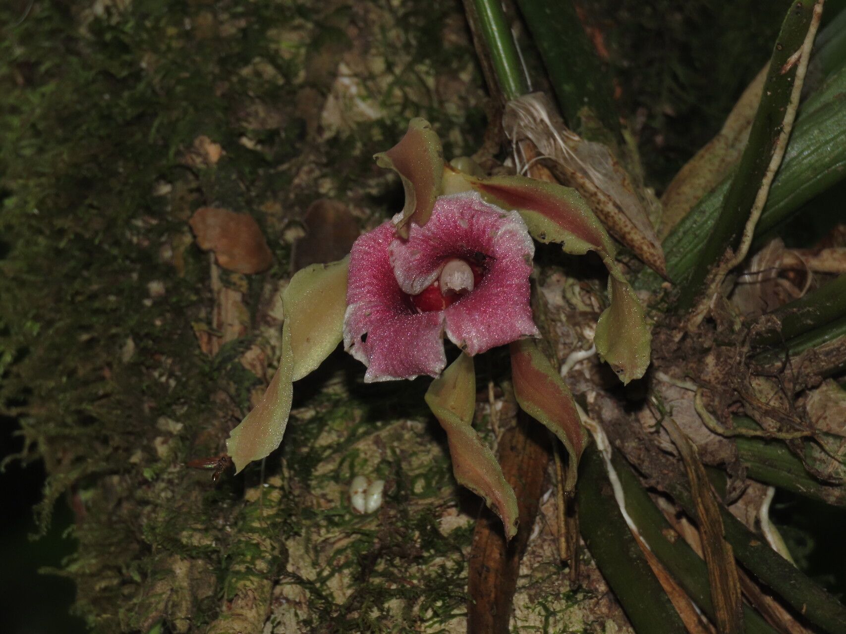 Trichopilia marginata flower