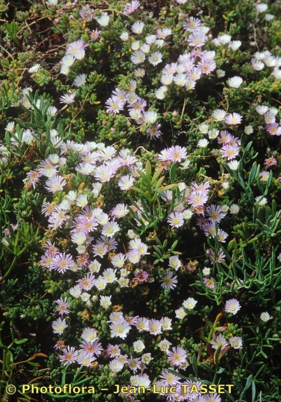 Drosanthemum candens habit