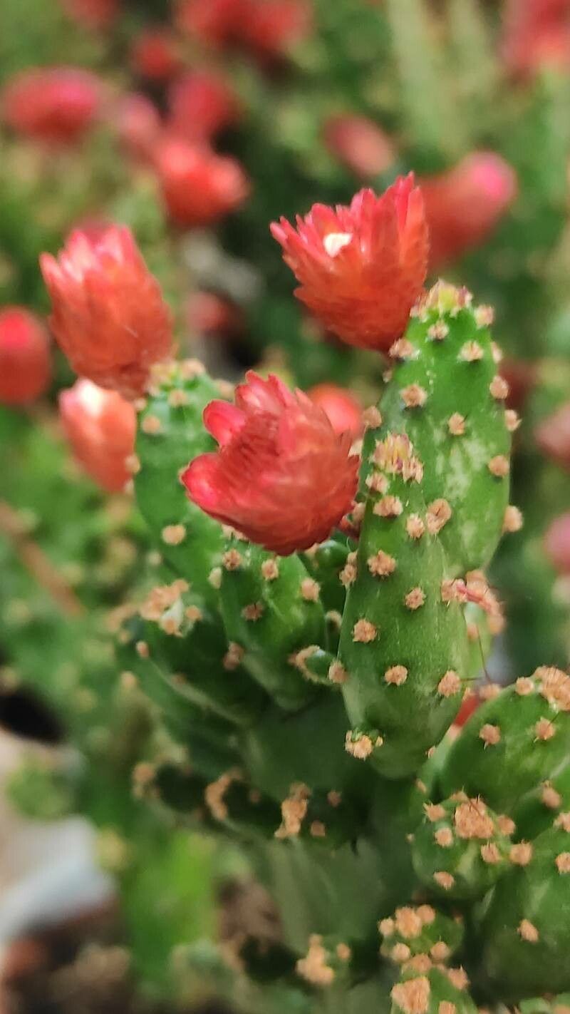Tephrocactus verschaffeltii flower