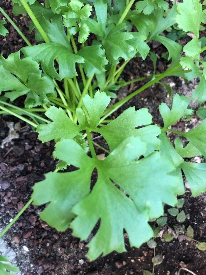 Ranunculus cortusifolius — search result for 'Azores'