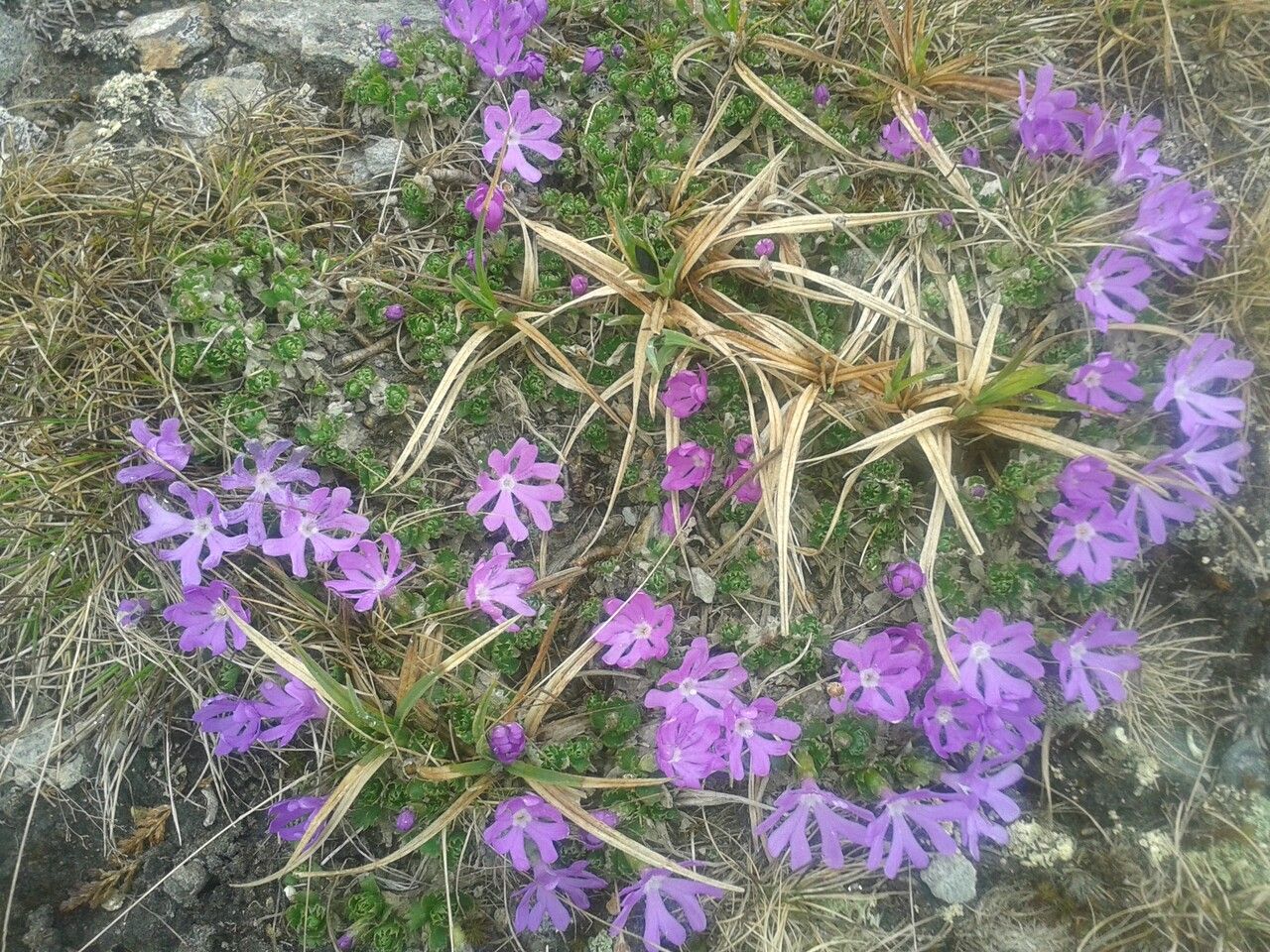 Primula minima flower