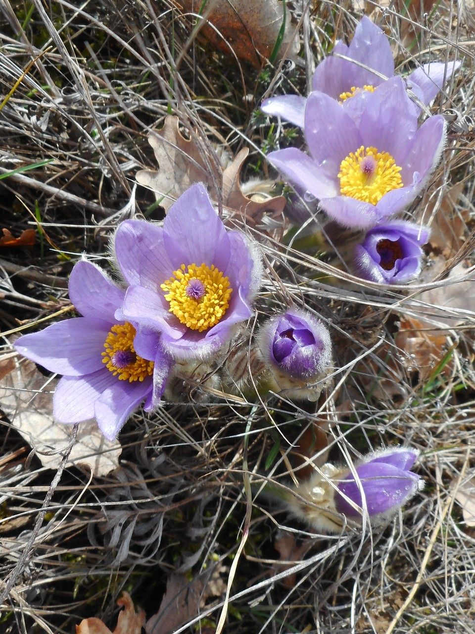 Pulsatilla grandis habit